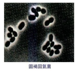 褐球固氮菌手绘图图片