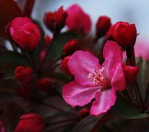 草莓果冻海棠