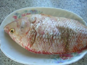 鲷鱼