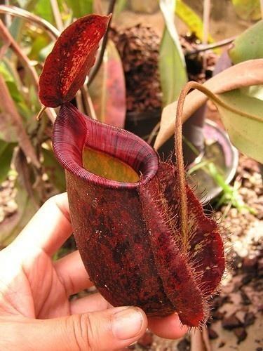 虎克猪笼草 - 搜狗百科