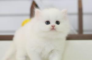 波斯猫