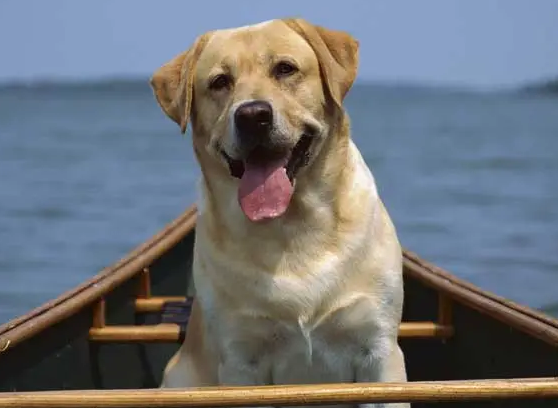拉布拉多猎犬