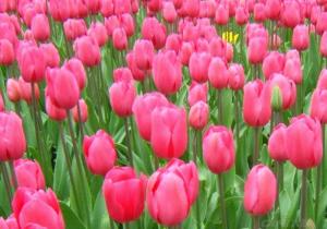 郁金香(土耳其的国花)