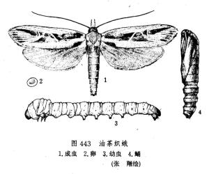油茶织蛾