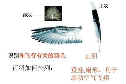 正羽_搜狗百科