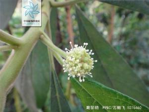 毗黎勒花果