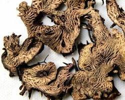 升麻 - 搜狗百科