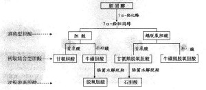 胆酸合成过程