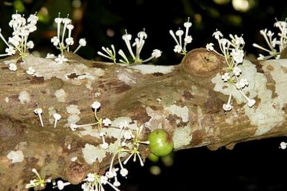优昙婆罗花 桑科榕属植物 搜狗百科