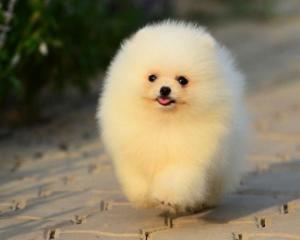 珍珠犬(3)珍珠犬,来自韩国的犬种之一.