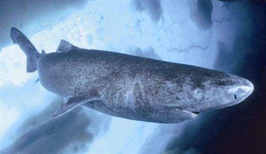 格陵兰睡鲨