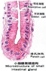 潘氏细胞 搜狗百科 潘氏细胞 搜狗百科