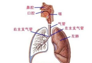 呼吸系统 执行机体和外界进行气体交换的器官的总称 搜狗百科