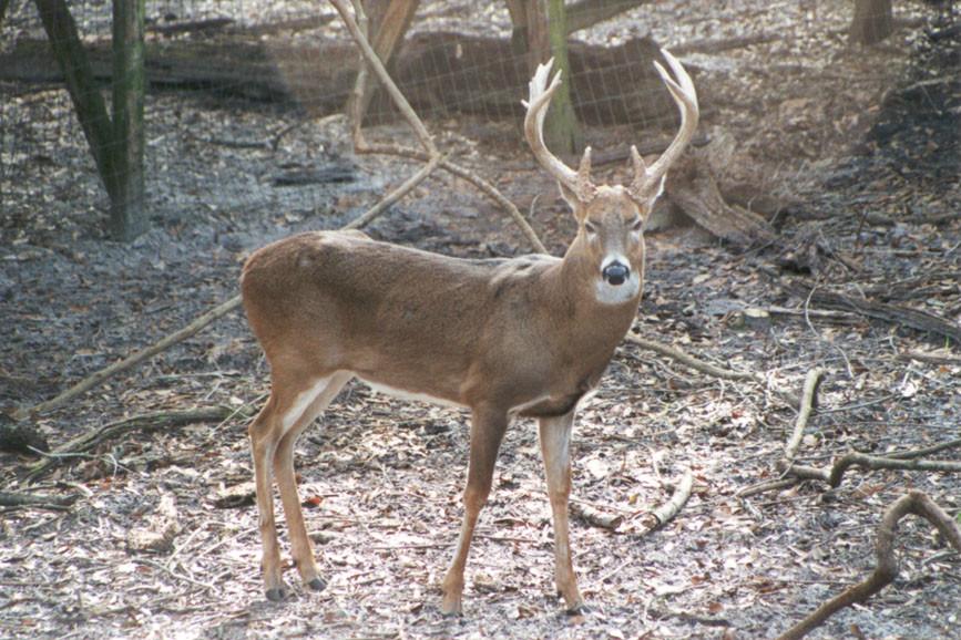 白尾鹿公牛岛亚种