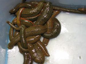 马鳖(5)颚蛭目分医蛭科和山蛭科,前者包括水生吸血蚂蟥后者包括旱生