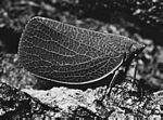 蜡蝉(Acanalonia bivattata)