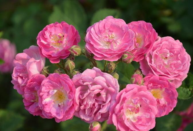 艾丽(月季栽培品种) - 搜狗百科