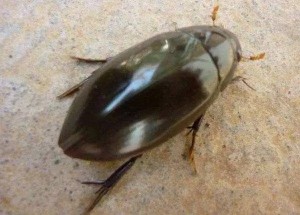 龙虱