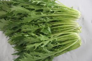 银丝菜