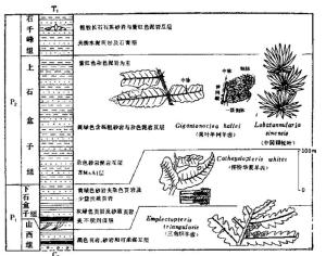 瓣轮叶分布