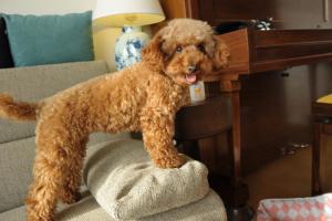 玩具贵宾犬图集2