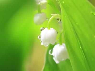 风铃草