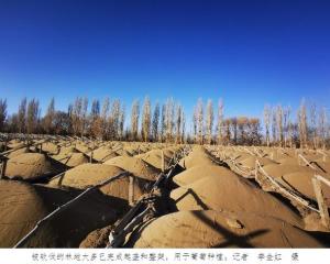 被砍伐的林地大多已完成起垄和整架，用于葡萄种植
