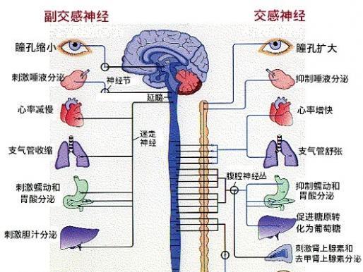 交感神经 搜狗百科