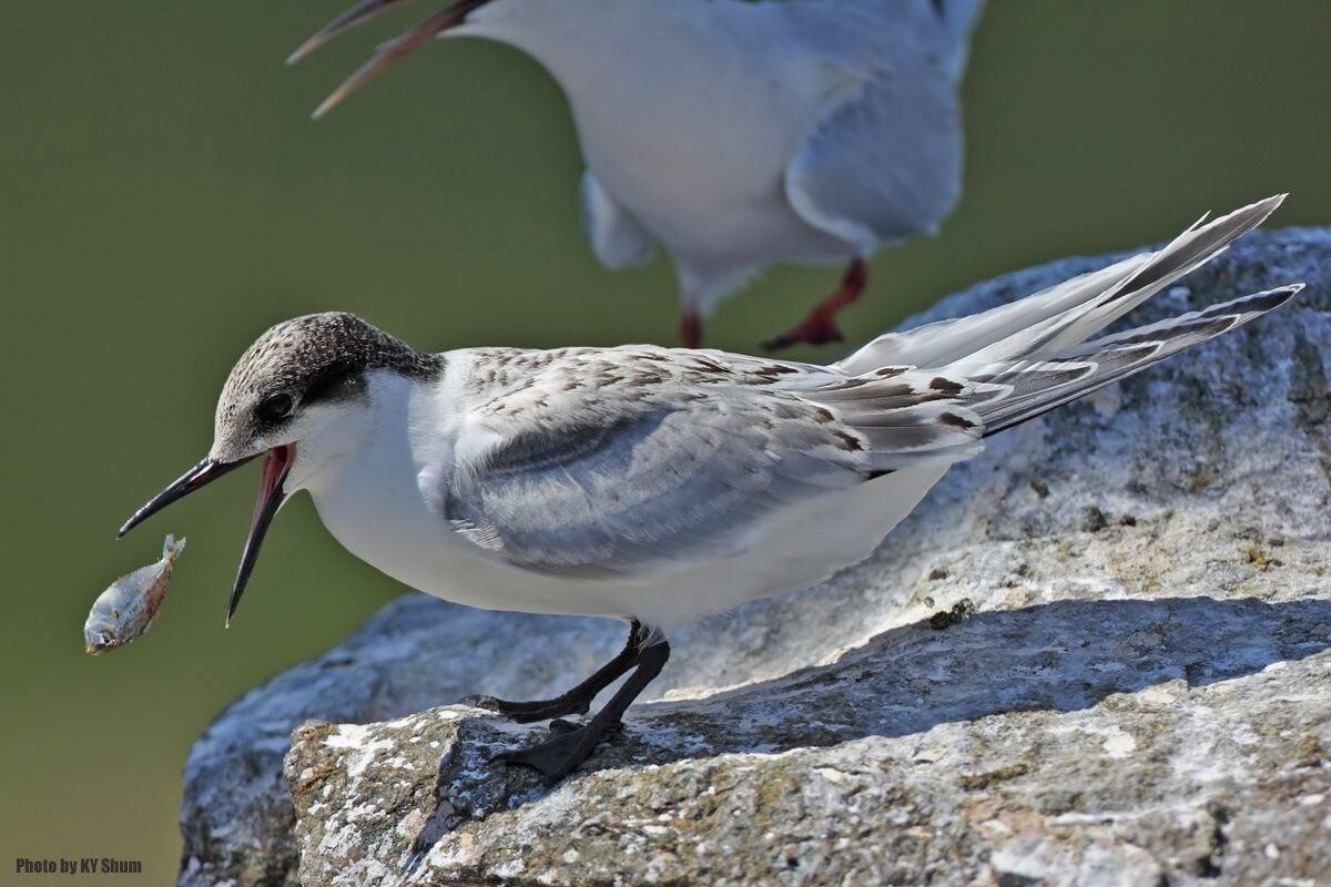 燕鸟 燕鸟科燕鸟属动物 搜狗百科 燕鸟 燕鸟科燕鸟属动物 搜狗百科