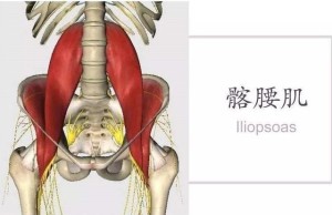 髂腰肌