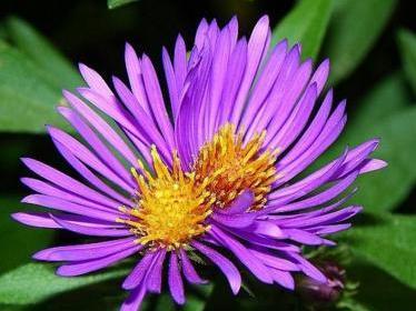 紫苑花 搜狗百科