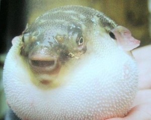 河鲀