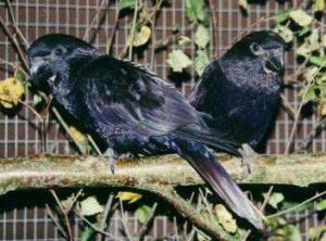 吸蜜鹦鹉物种图集（1—40）