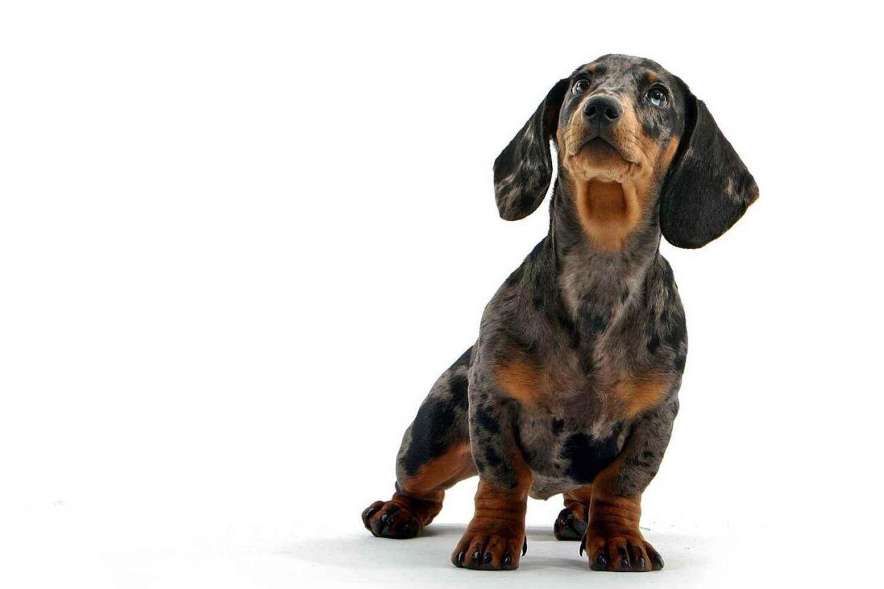 瑞典腊肠犬 搜狗百科