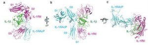 白细胞介素1（IL-1）结合并激活其受体