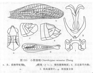 蝗虫的后足图及其名称图片