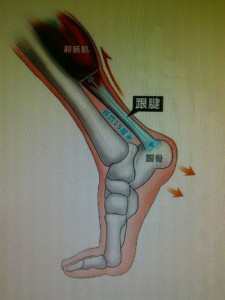 布雷克跟腱长度图片