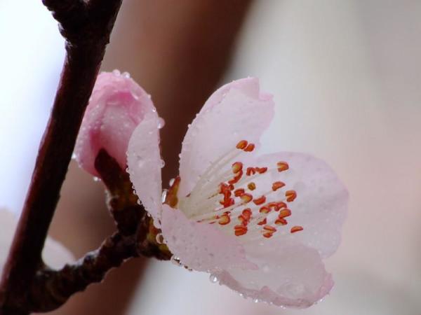 胡桃花 胡桃科植物胡桃的花 搜狗百科