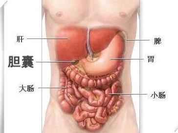 内脏结构