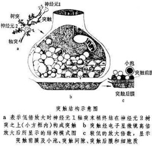 突触