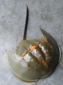 马蹄蟹