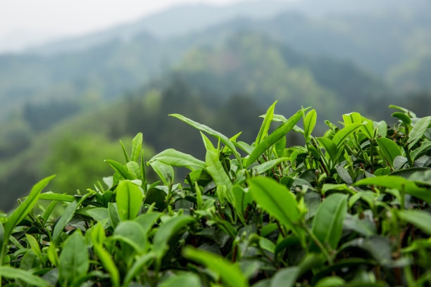 茶树