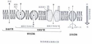 物质跨膜运输模式图