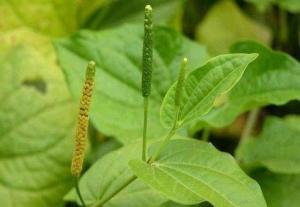 荜拨