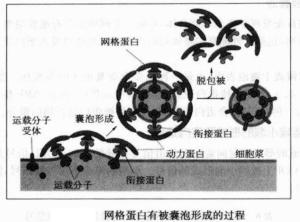 网格蛋白囊泡形成过程