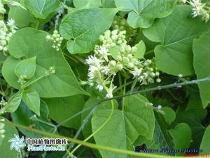 萝藦科植物
