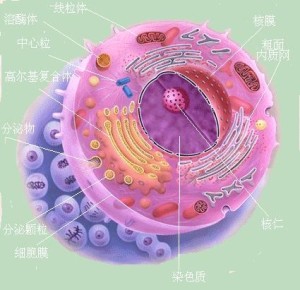 人体细胞