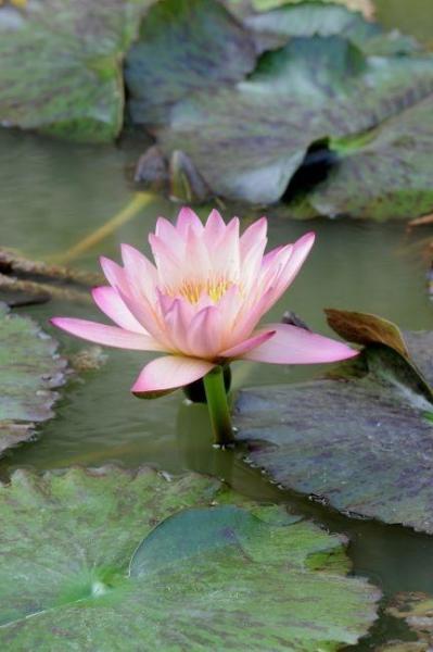 九品香水莲花 搜狗百科