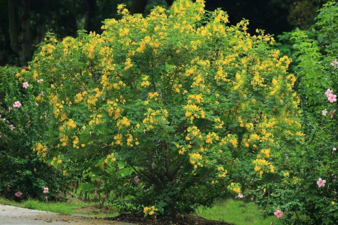 双荚决明