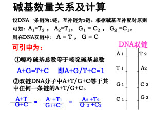 碱基互补配对原则